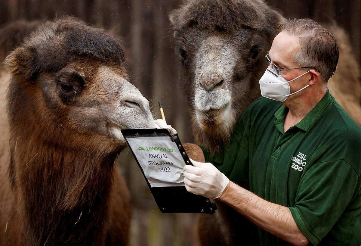 Annual Stocktake Carried Out At London Zoo