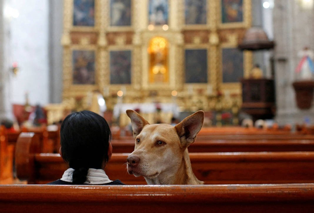 Mexicans Take Their Pets To Church For Blessing On Saint Anthony's Day