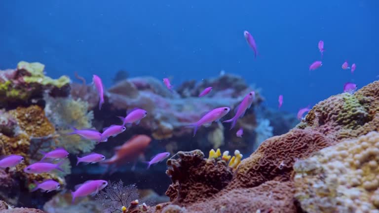 Pristine Coral Reef Unblemished By Warming Oceans Found Off Tahiti