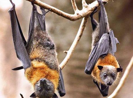 Bats2