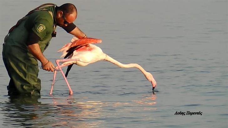 Flamingotied