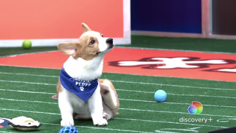 Teams Ruff And Fluff Playful Compete At The 18th Puppy Bowl