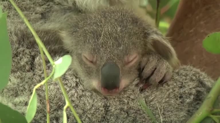 Australia Lists Koalas As Endangered In Two Eastern States