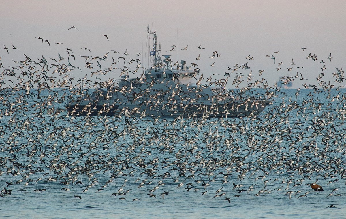 A Vessel Of The Russian Navy Is Seen Through A Flock Of Birds In The Black Sea Port Of Sevastopol