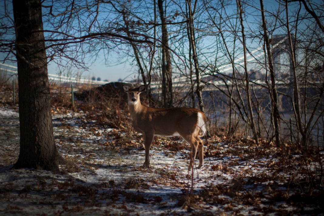 File Photo: A White Tailed Deer Stands In Fort Lee Historic Park In Frigid Temperatures, In Front Of The George Washington Bridge At Fort Lee, New Jersey