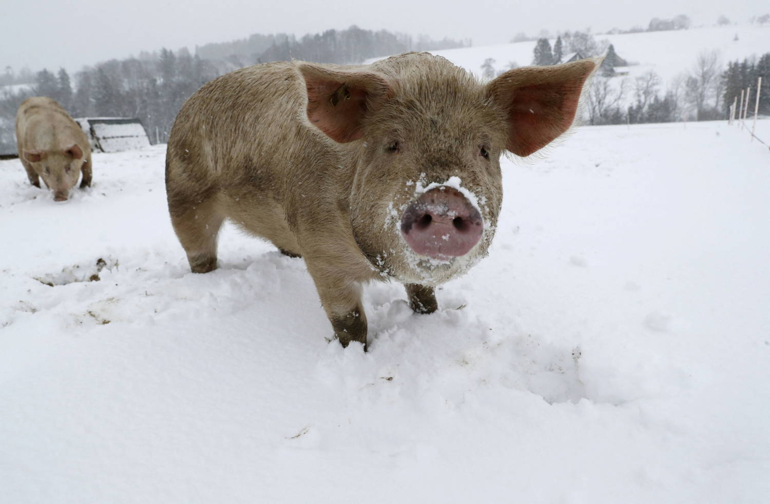 Pigs Stand On A Snow Covered Meadow Near Waedenswil