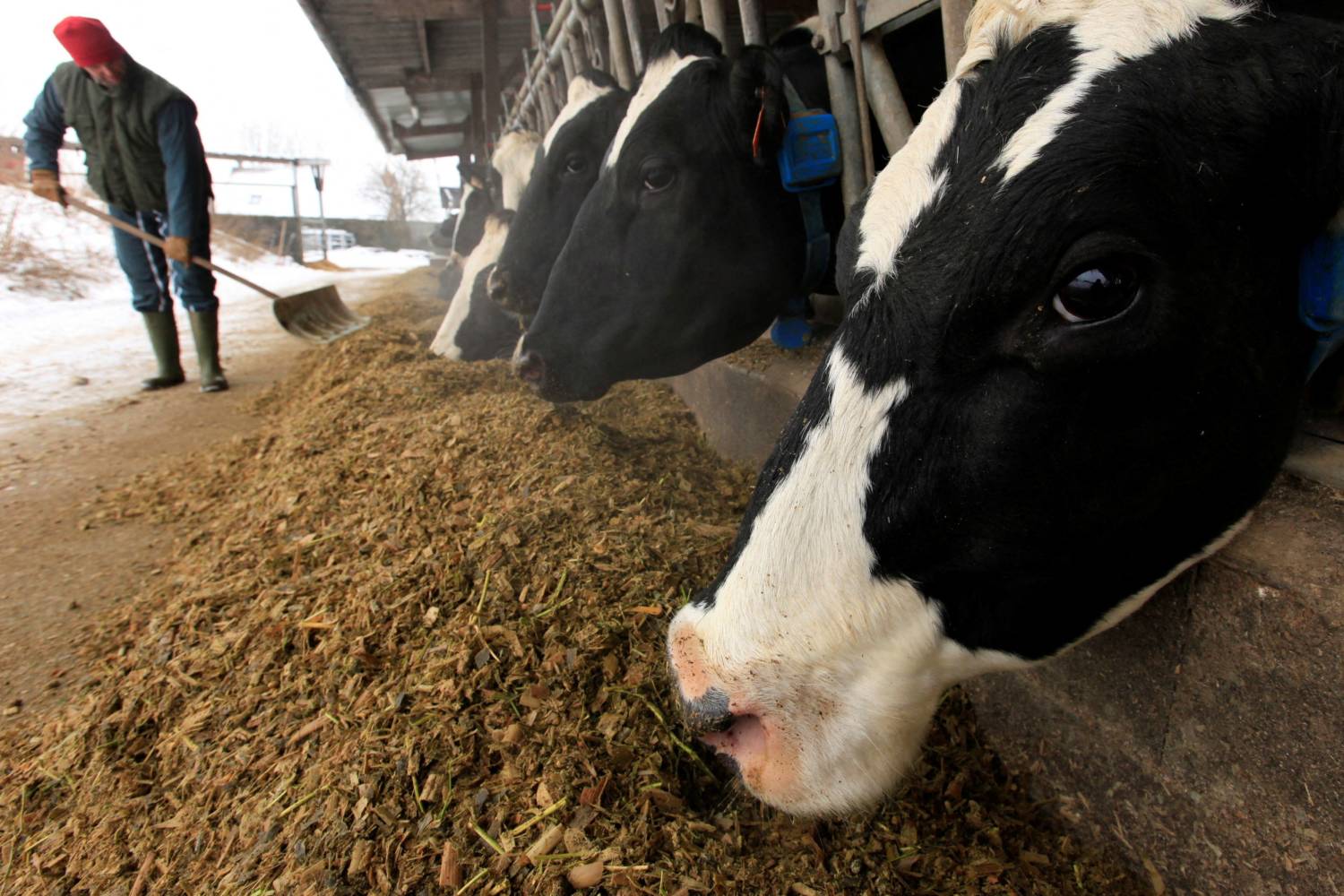 File Photo: A French Farmer Shovels Feed For His Holstein Dairy Cows On His Farm In Seranvillers Forenville