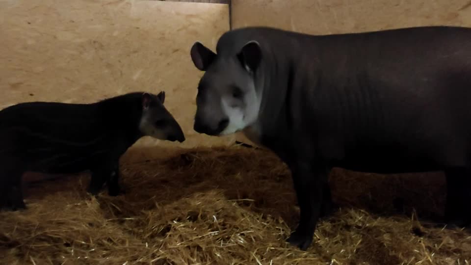 Kharkiv's Rescued Tapirs And Kangaroos Arrive Safely At New Home