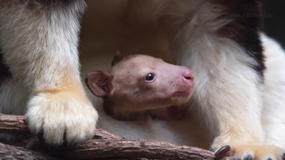 Baby Tree Kangaroo Debuts At Nyc's Bronx Zoo