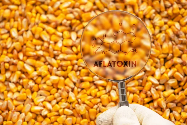 Depositphotos 221538944 Stock Photo Aflatoxin Poisonous Carcinogens In Harvested