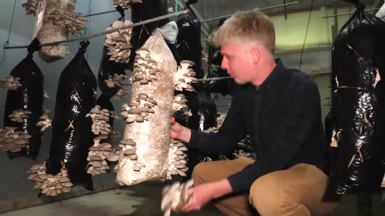 Belgian Company Turns Coffee Into Mushrooms And Insulating Tiles