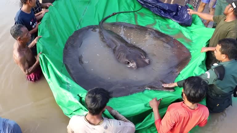 Researcher Claims 300 Kg Stingray In Cambodia “world’s Largest” Freshwater Fish