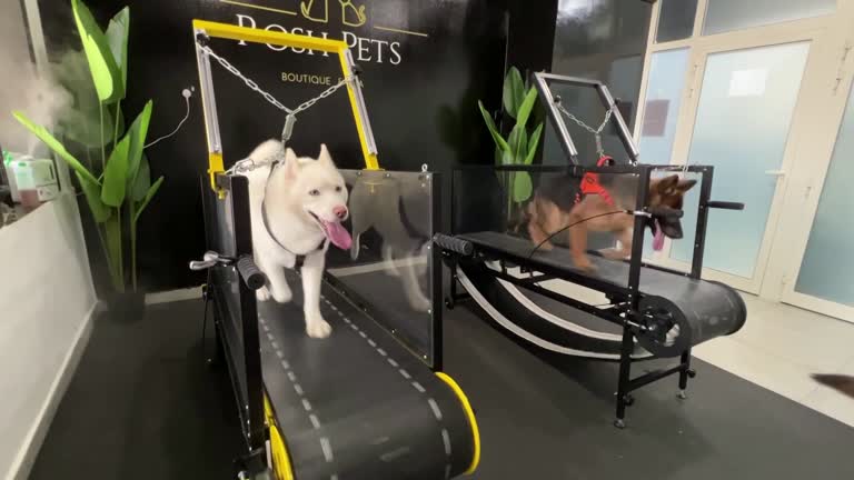 Pups Take A Walk In The Uae's First Indoor Dog Gym