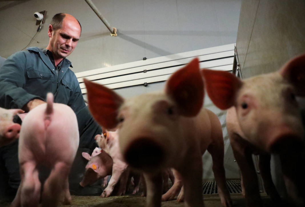 Belgian Pig Farmer Piet Paesmans Looks At His Pigs In Nieuwerkerken