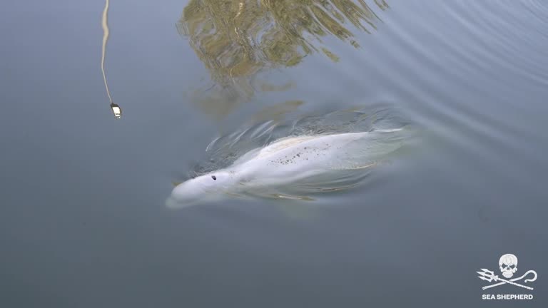 Beluga Whale Refusing Food After Straying Into France's Seine River