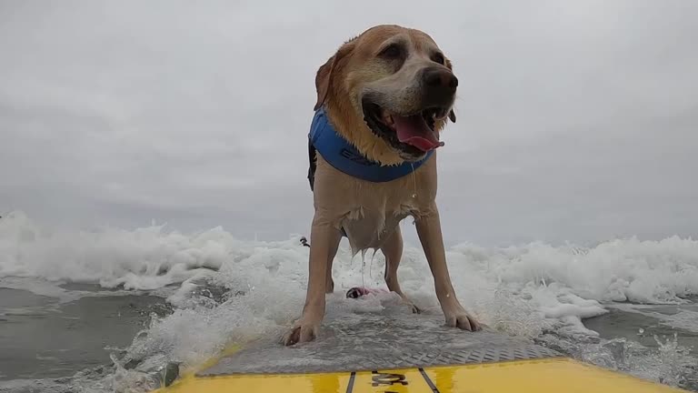 Canines Catch Waves In California's World Dog Surfing Championships