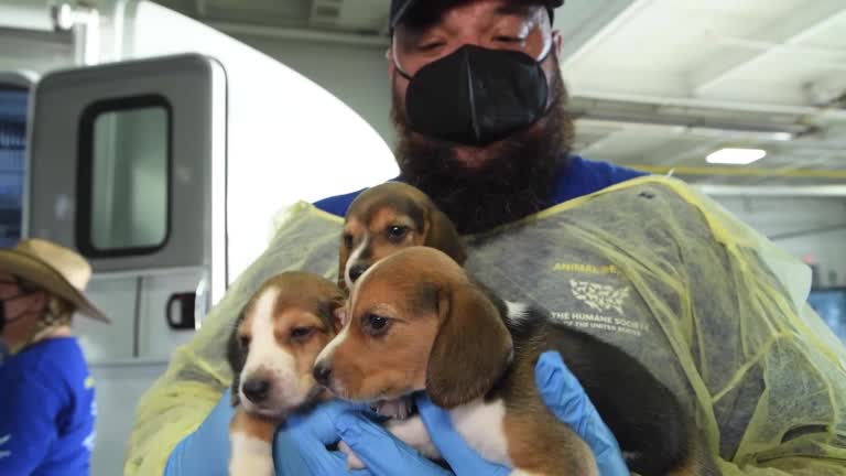 4,000 Beagles Rescued From Research Facility