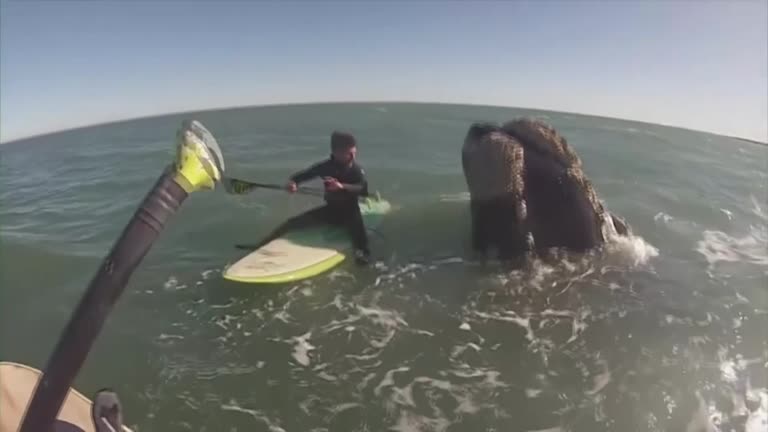 Whale Surprises Argentine Paddleboarders