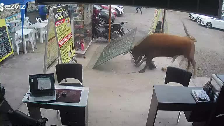 Bull Charges Into Shops, Leaves One Person Injured In Peru After Escaping From Truck