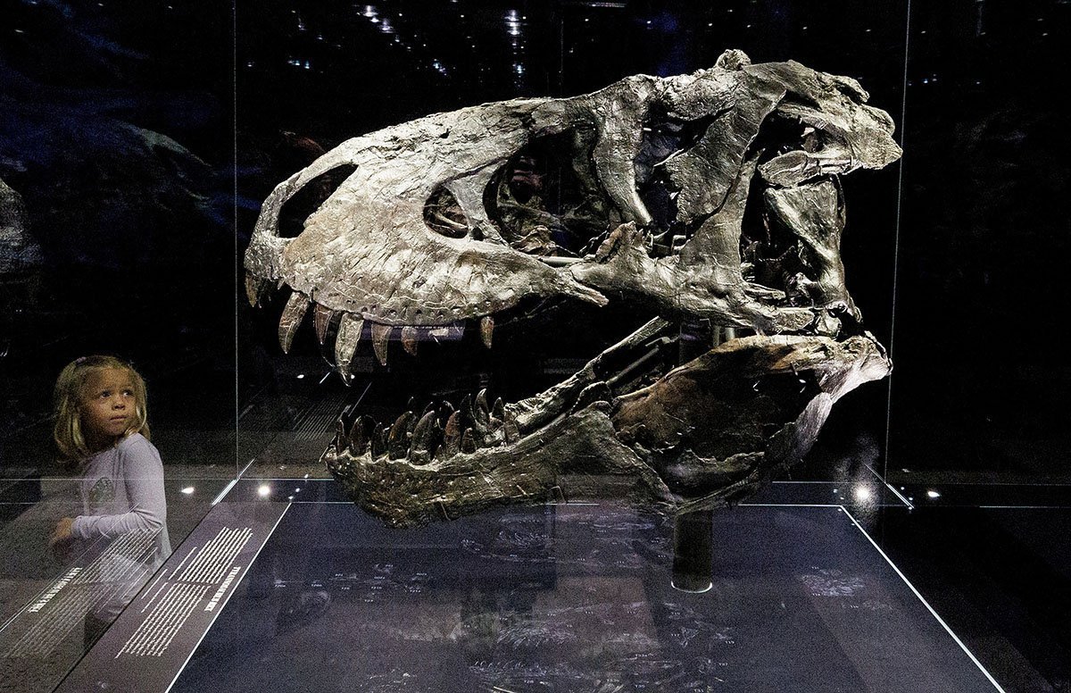Skull Of Tyrannosaurus Rex Tristan Otto In Berlin