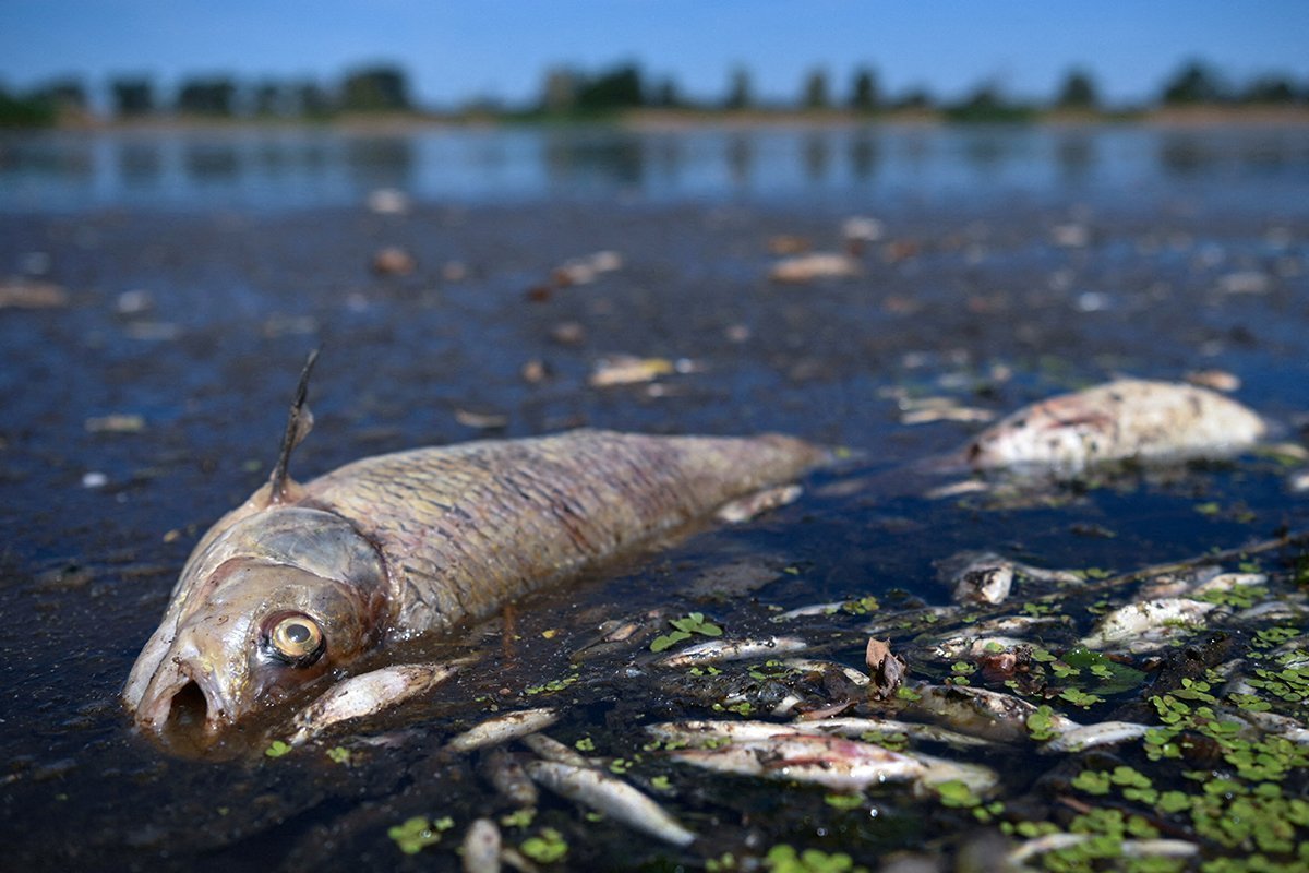 German Authorities Looking For Cause Of Mysterious Fish Deaths
