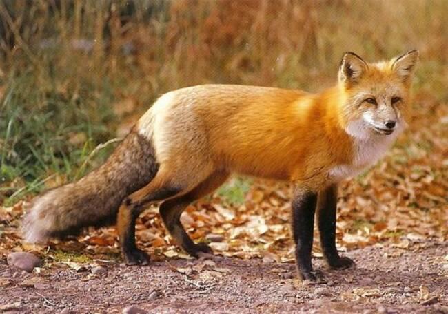 Fox2