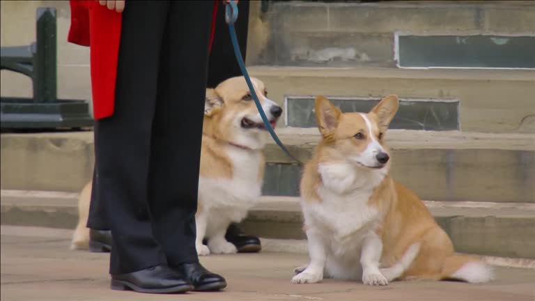 Queen's Corgis And Pony Wait At Windsor Castle