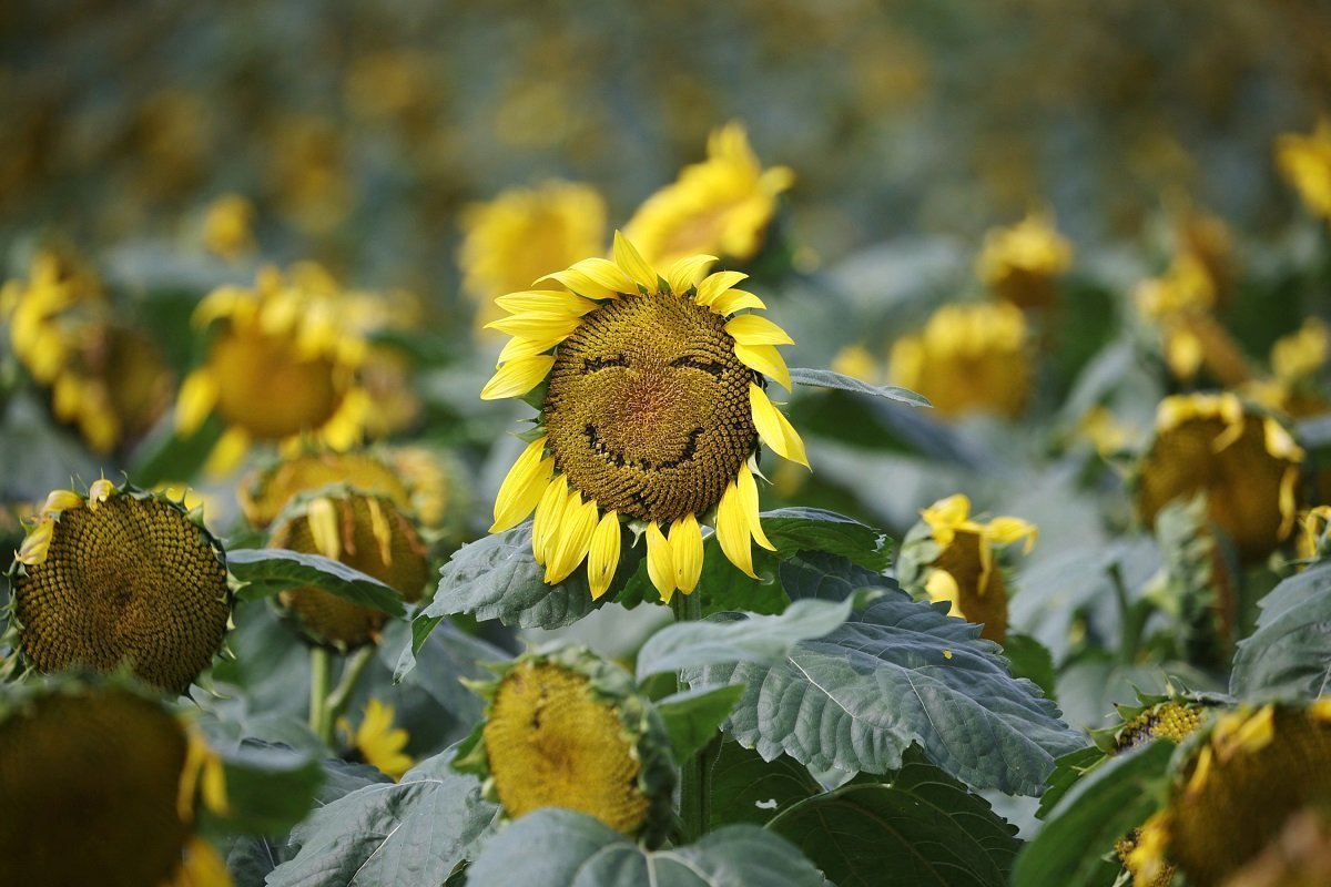 A Sunflower Is Pictured At A Sunflower Field, Near The Demilitarized Zone Separating The Two Koreas In Yeoncheon