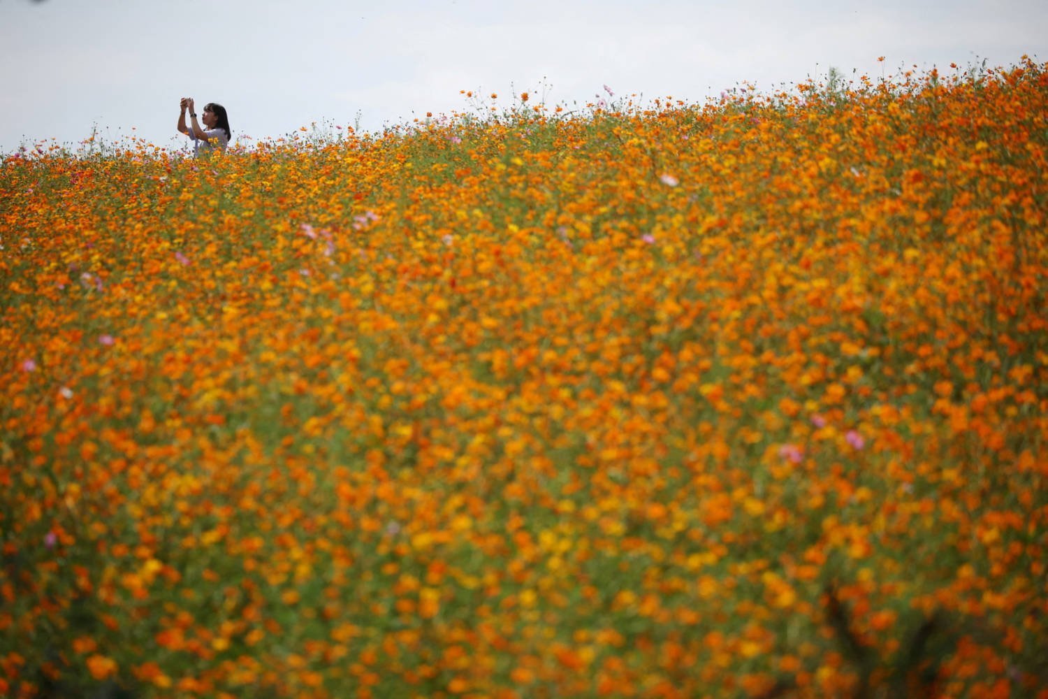 A Woman Takes Photographs Of A Cosmos Flower Field At A Park In Anseong