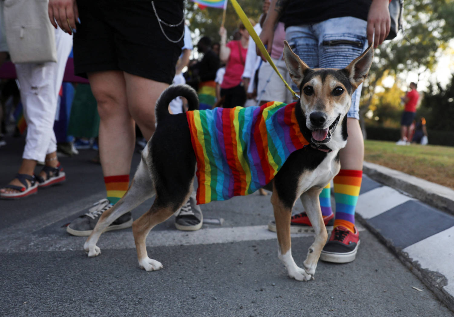 A Dog With A Rainbow Flag Is Seen At The Annual Gay Pride Parade In Central Nicosia