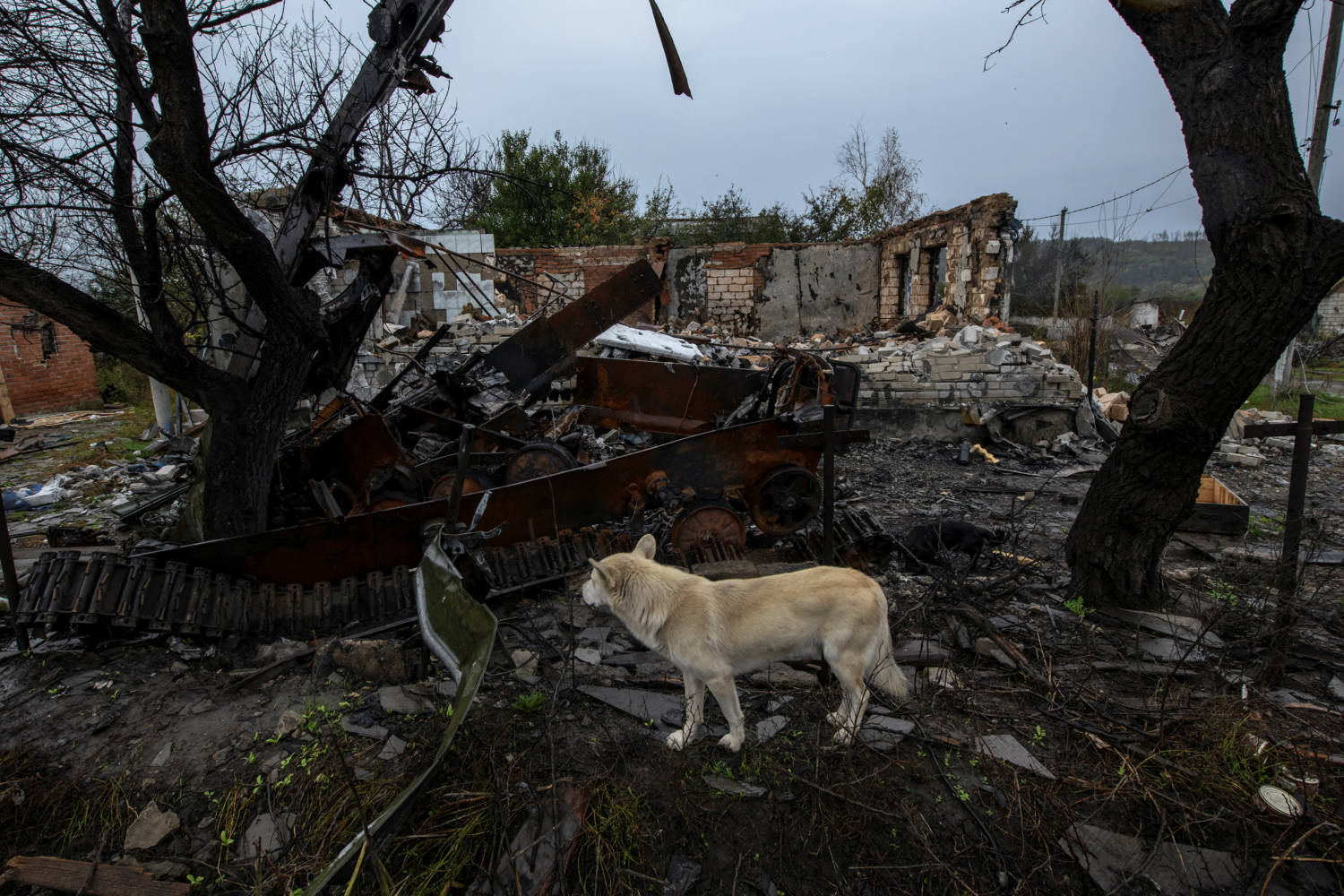 Dog Stands Next To A Destroyed Armoured Fighting Vehicle In The Liberated Village Of Kamianka