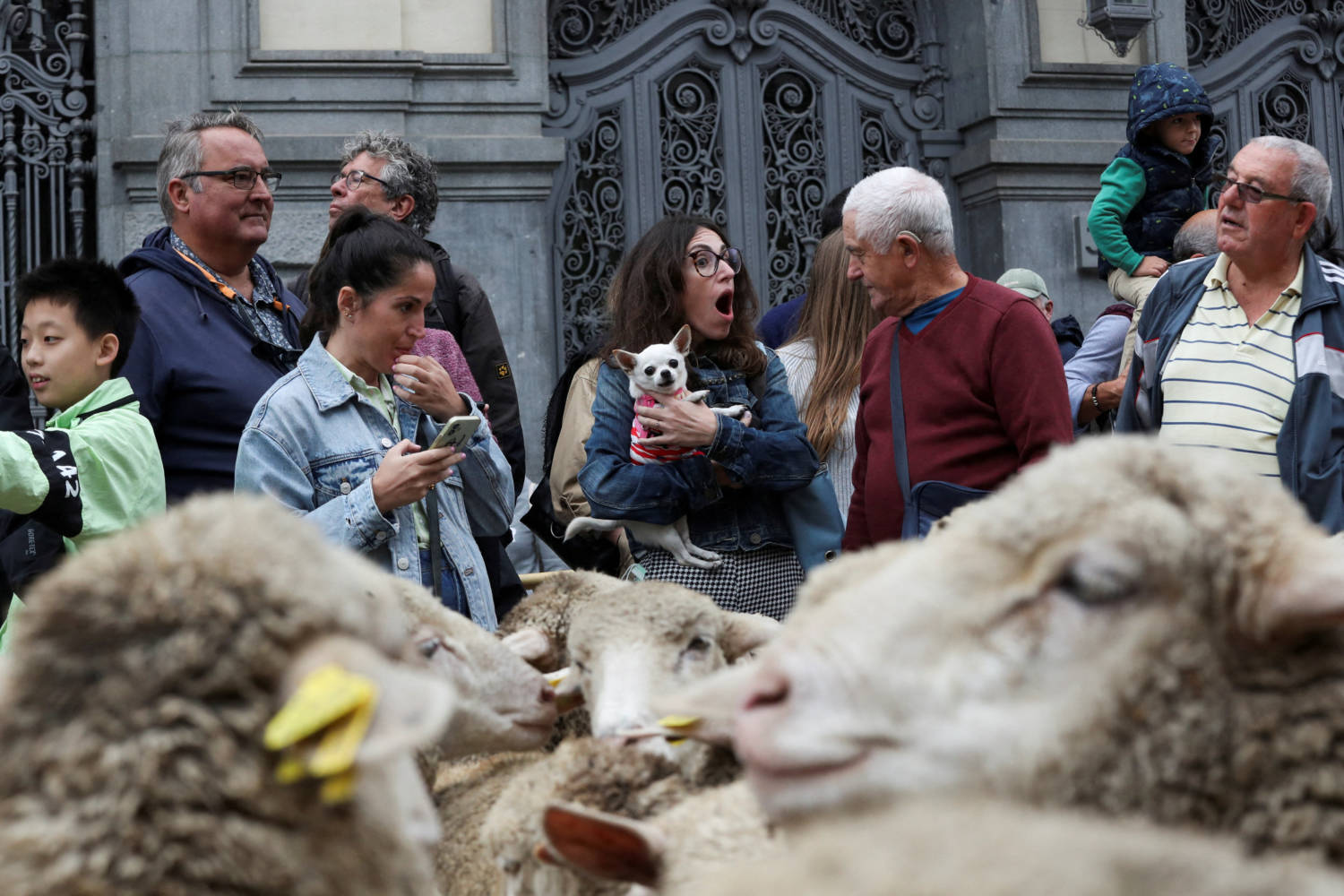 Annual Sheep Parade In Madrid