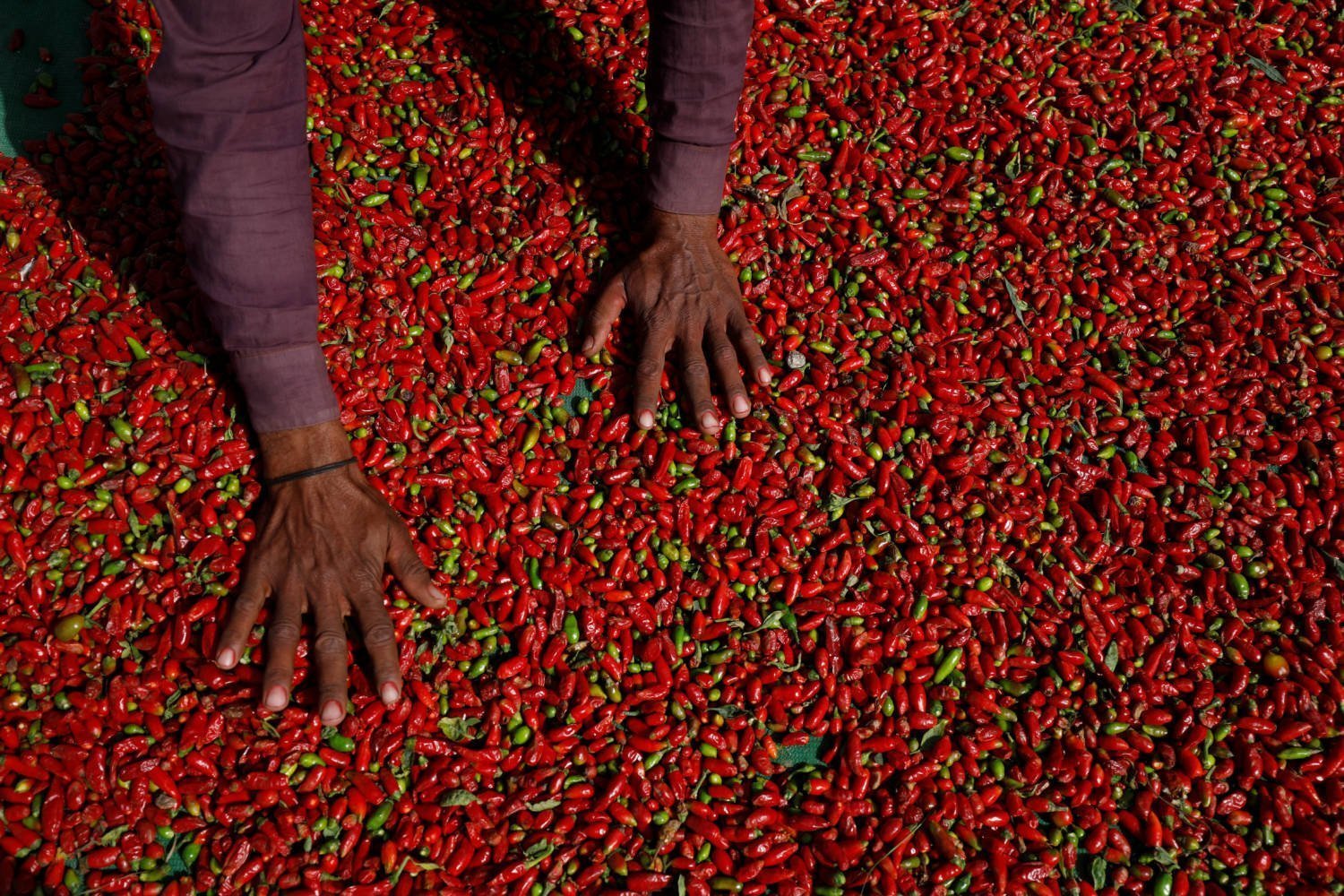The Wider Image: Pakistani Farmers Fight A Losing Battle To Save Chili Crop