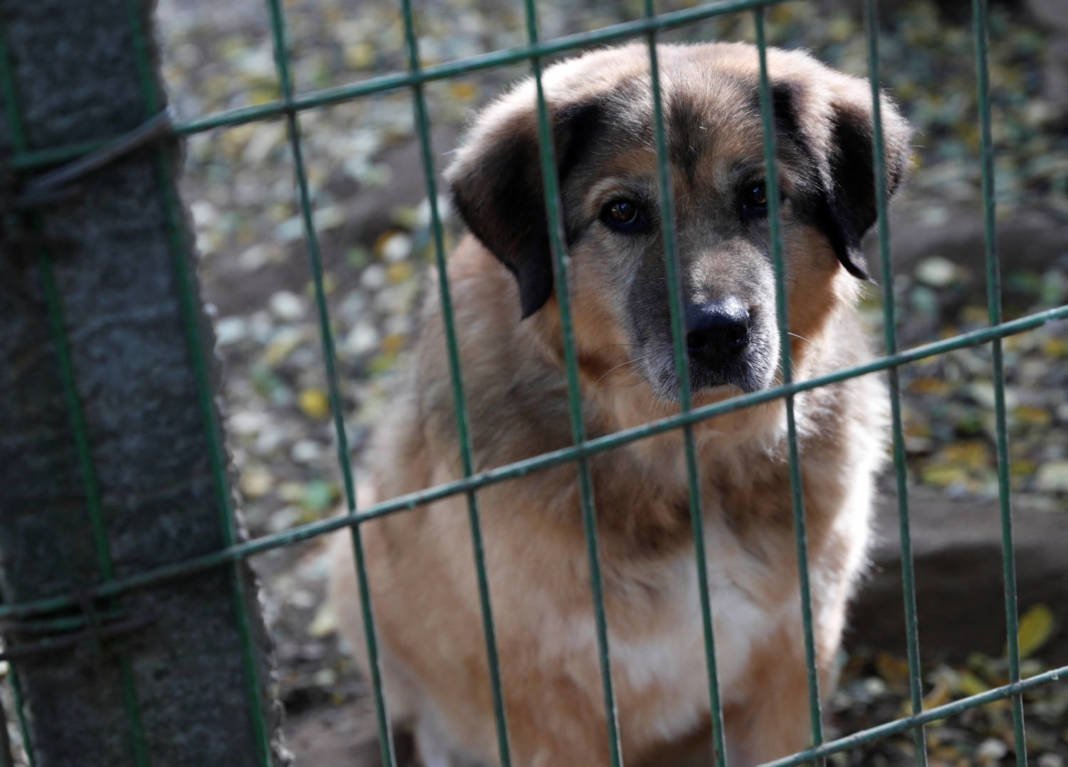 A Dog Named Chelsy Looks Out From A Kennel At Noah's Ark Animal Shelter In Budapest
