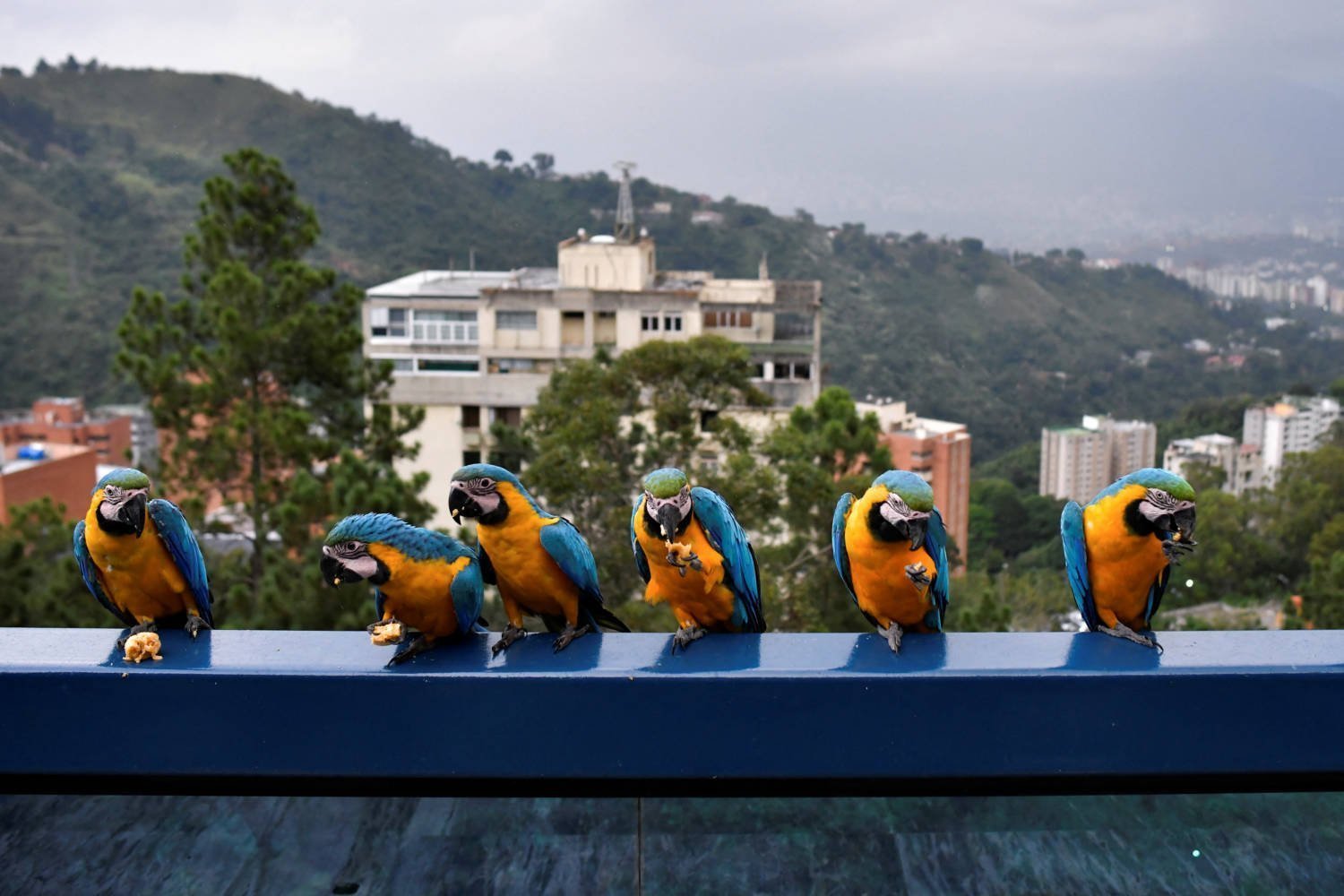 Macaws In Caracas