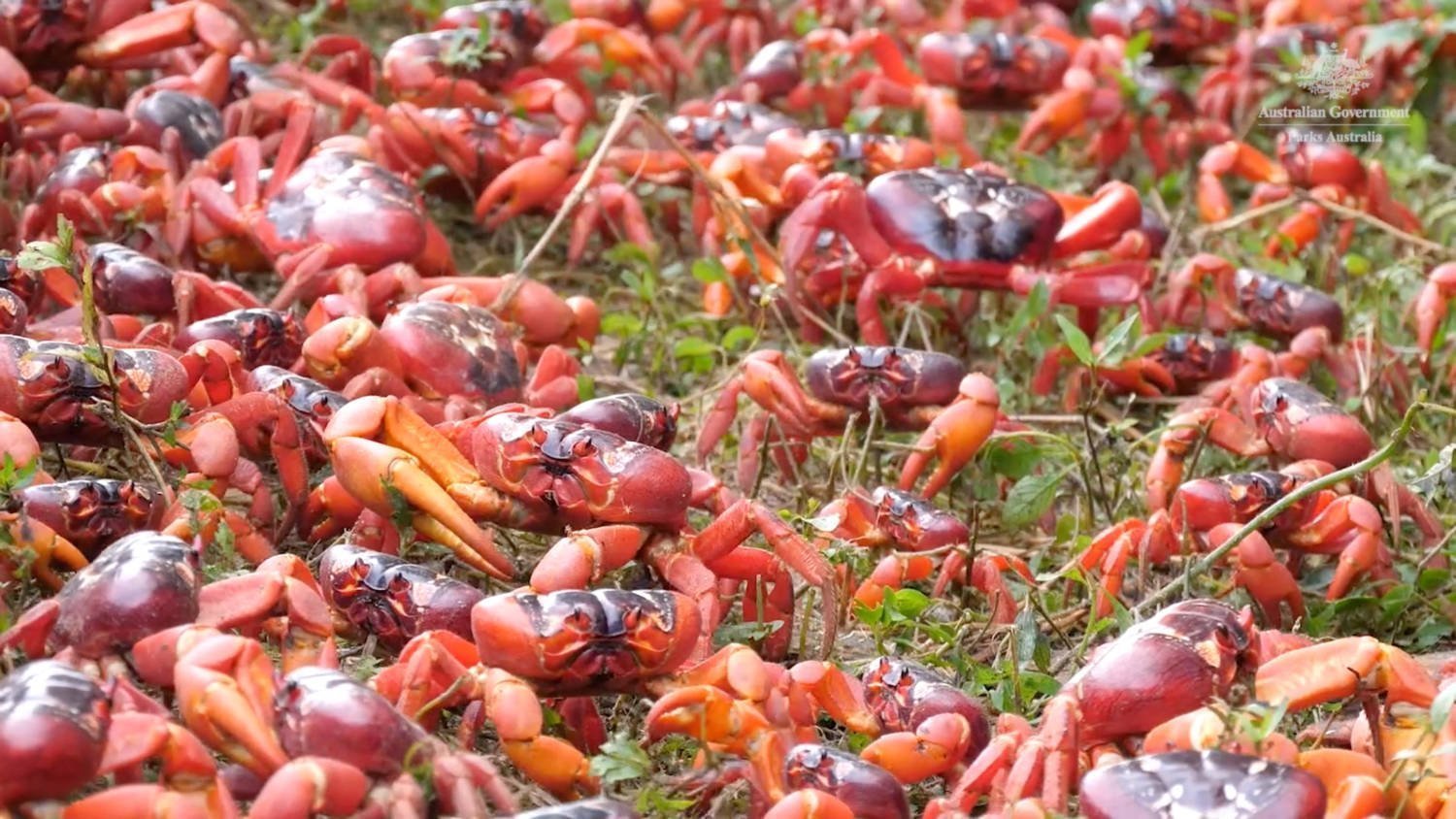 Annual Red Crabs Migration On Christmas Island
