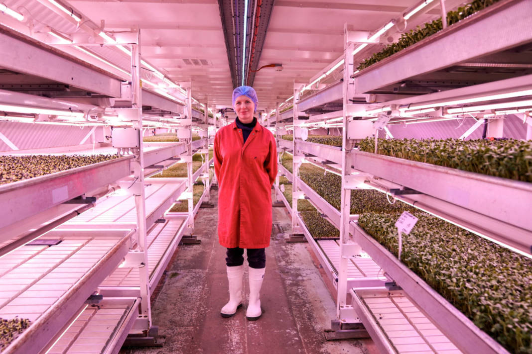 Underground Farm Grows Plants Without Soil Under Londoners' Feet