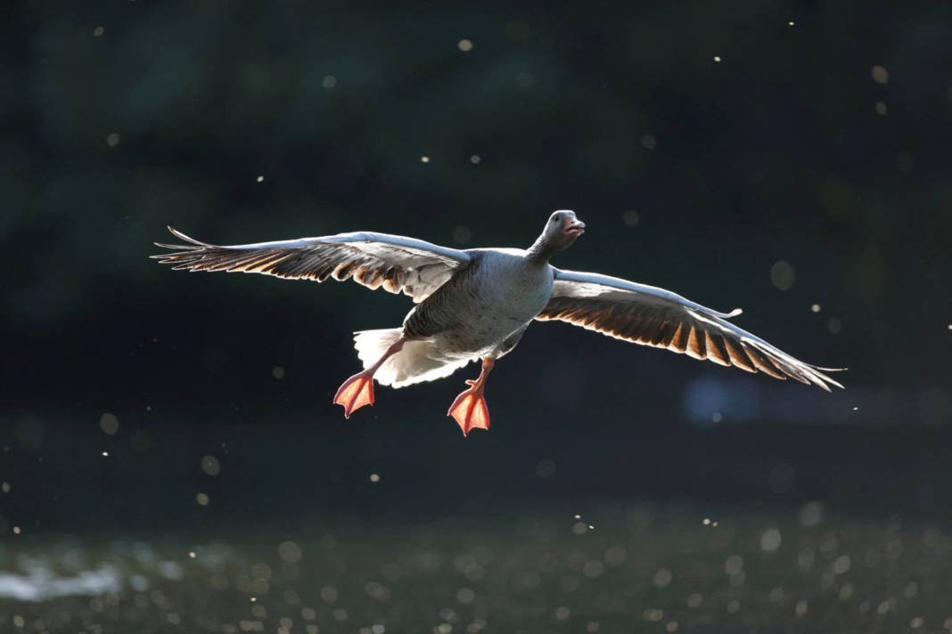File Photo: A Goose Flies In St James's Park