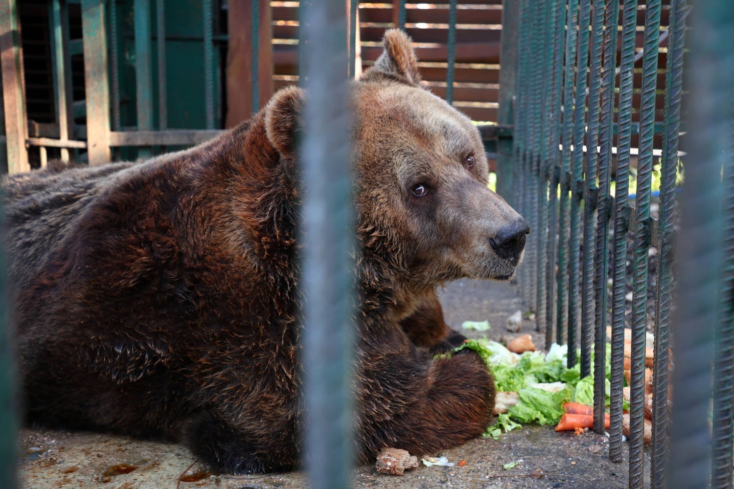 Mark, A 24 Year Old Brown Bear Sits Inside A Cage In A Restaurant In Tirana