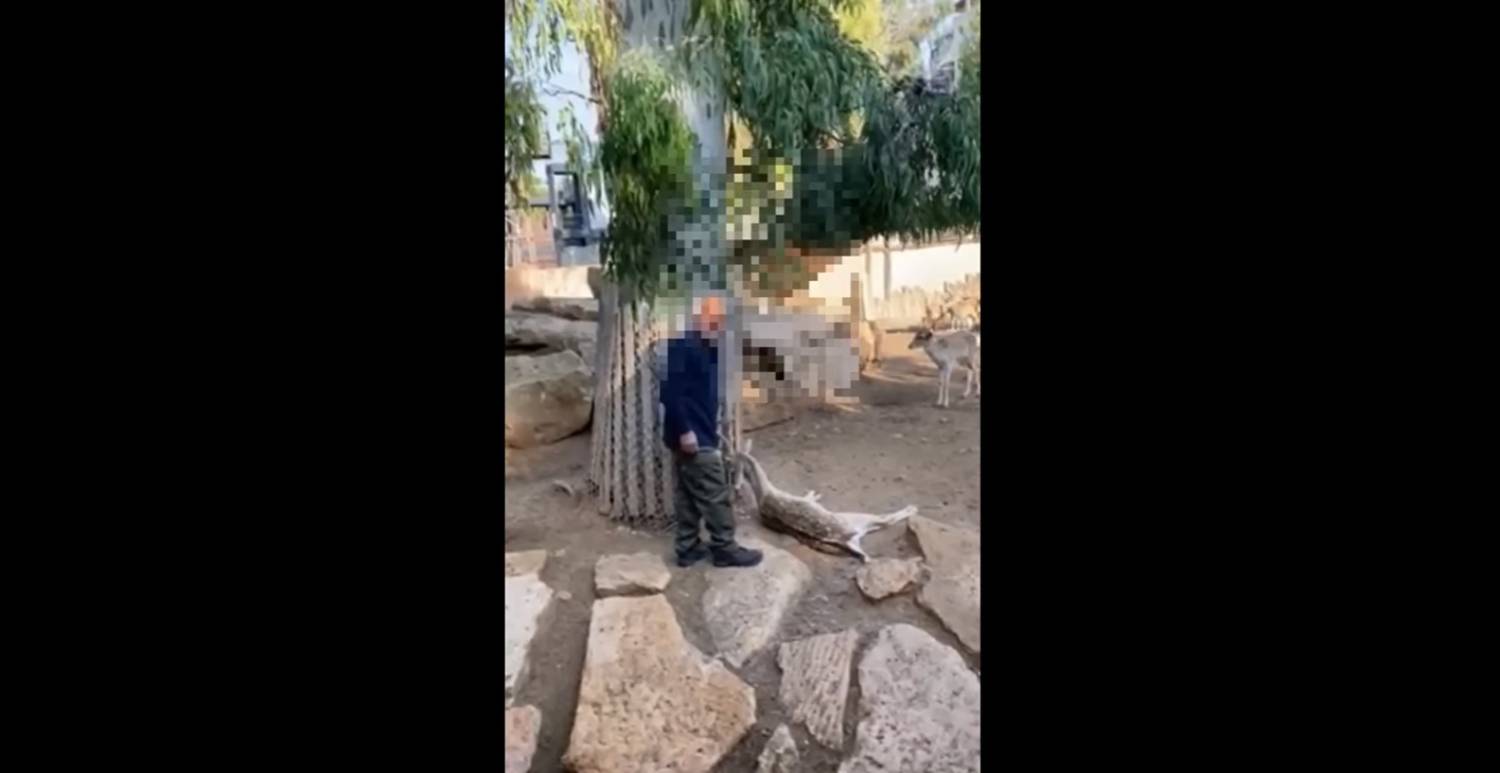 Deer Limassol Zoo Death