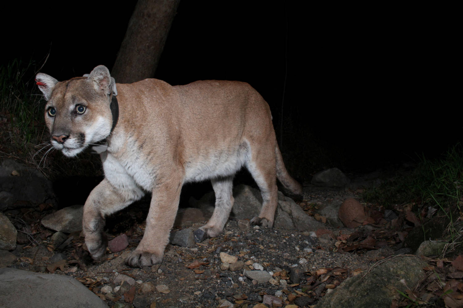 File Photo: A Trail Camera Picture Of Mountain Lion P 22