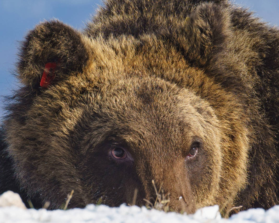 Italy Mourns Death Of Mountain Bear Juan Carrito