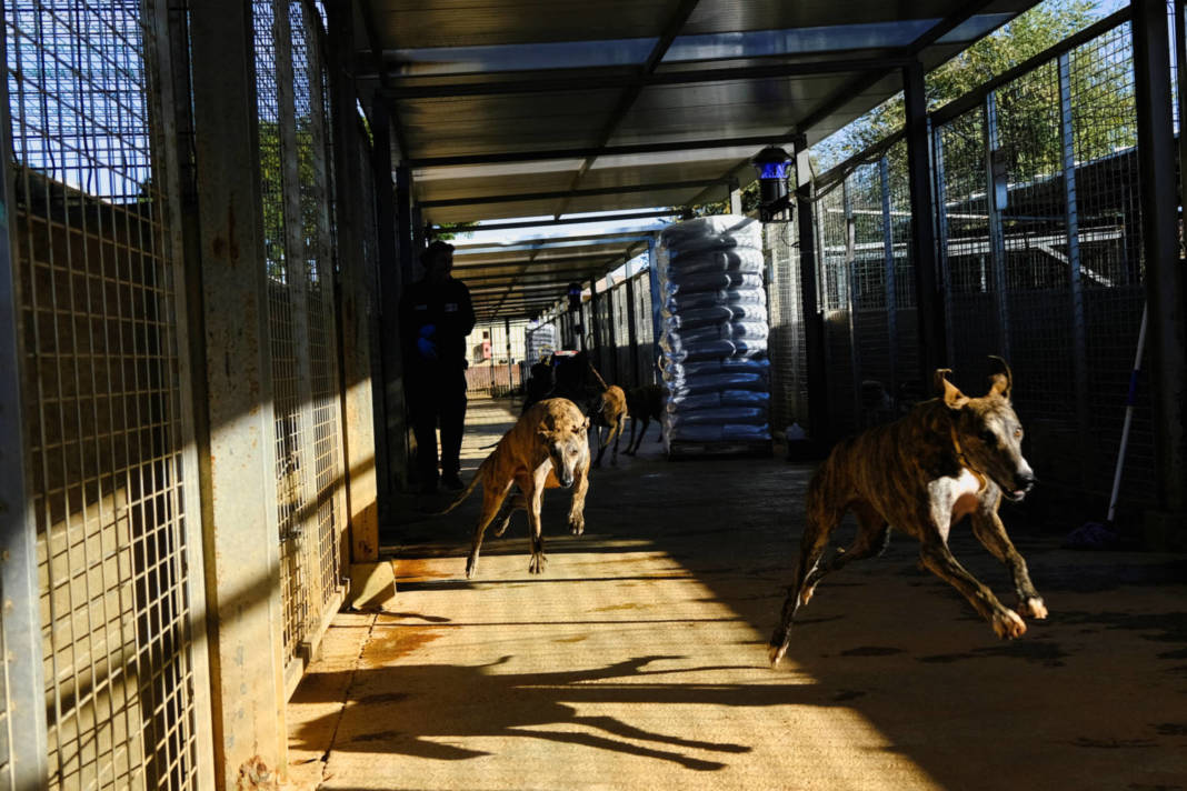 Spain's Parliament Leaves Hunting Dogs Out Of Animal Rights Reform Ahead Of Election Race