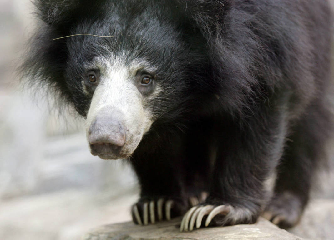 File Photo: Hana, A Female Sloth Bear, Inspects Her New Home At The Asia Trail Area Of The National Zoo In Washington