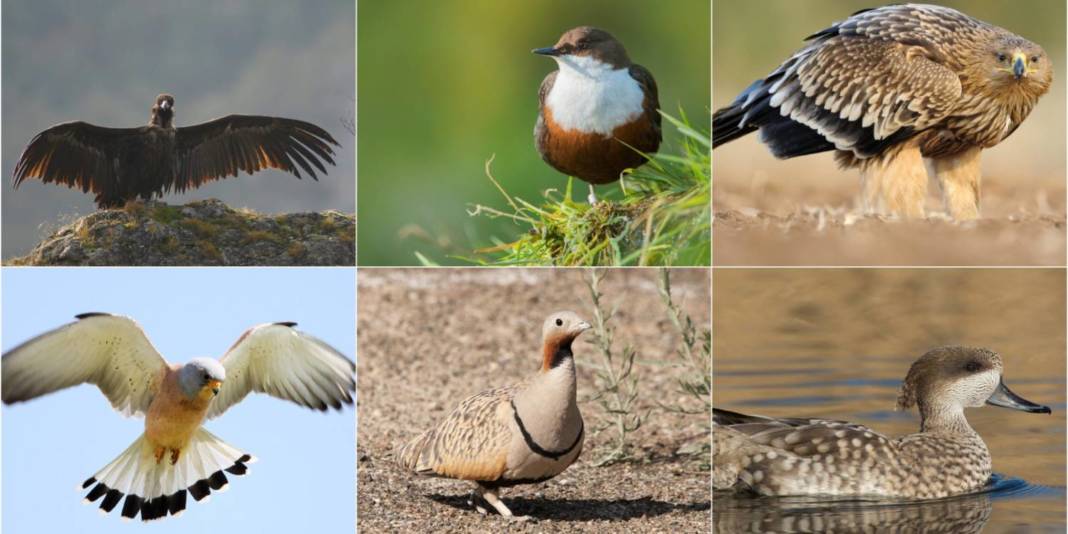 Birdlife Cyprus Species