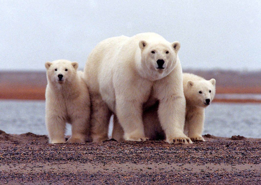 File Photo: A Polar Bear Keeping Close To Her Young Along The Beaufort Sea Coast In The Arctic National Wildlife Refuge