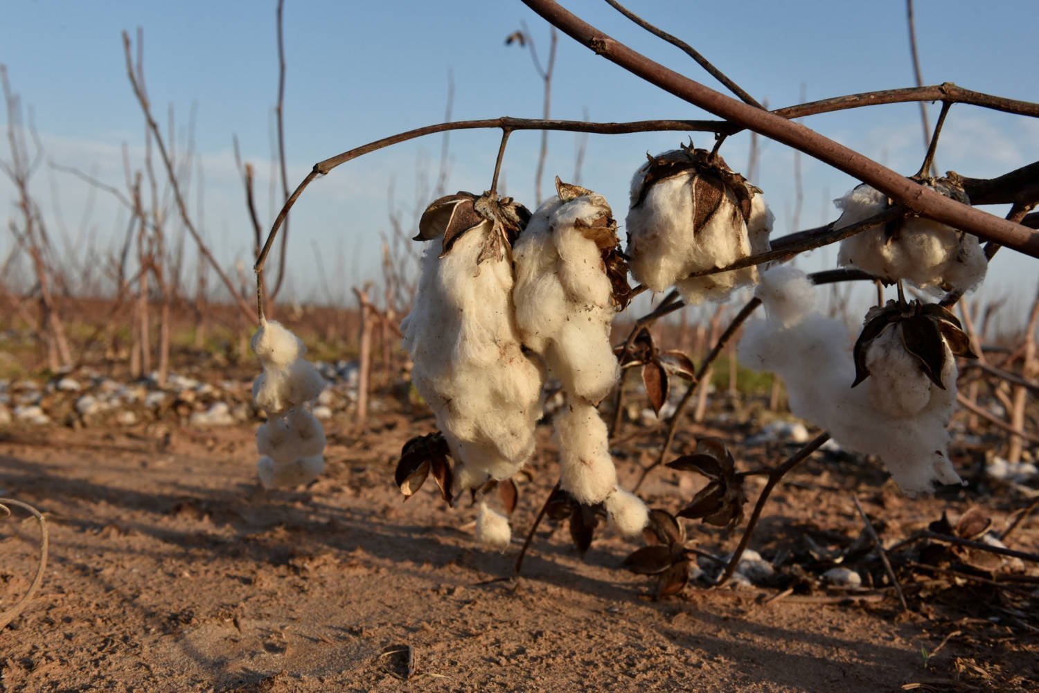 File Photo: El Nino Seen Boosting U.s. Cotton Output After Worst Drought In Years