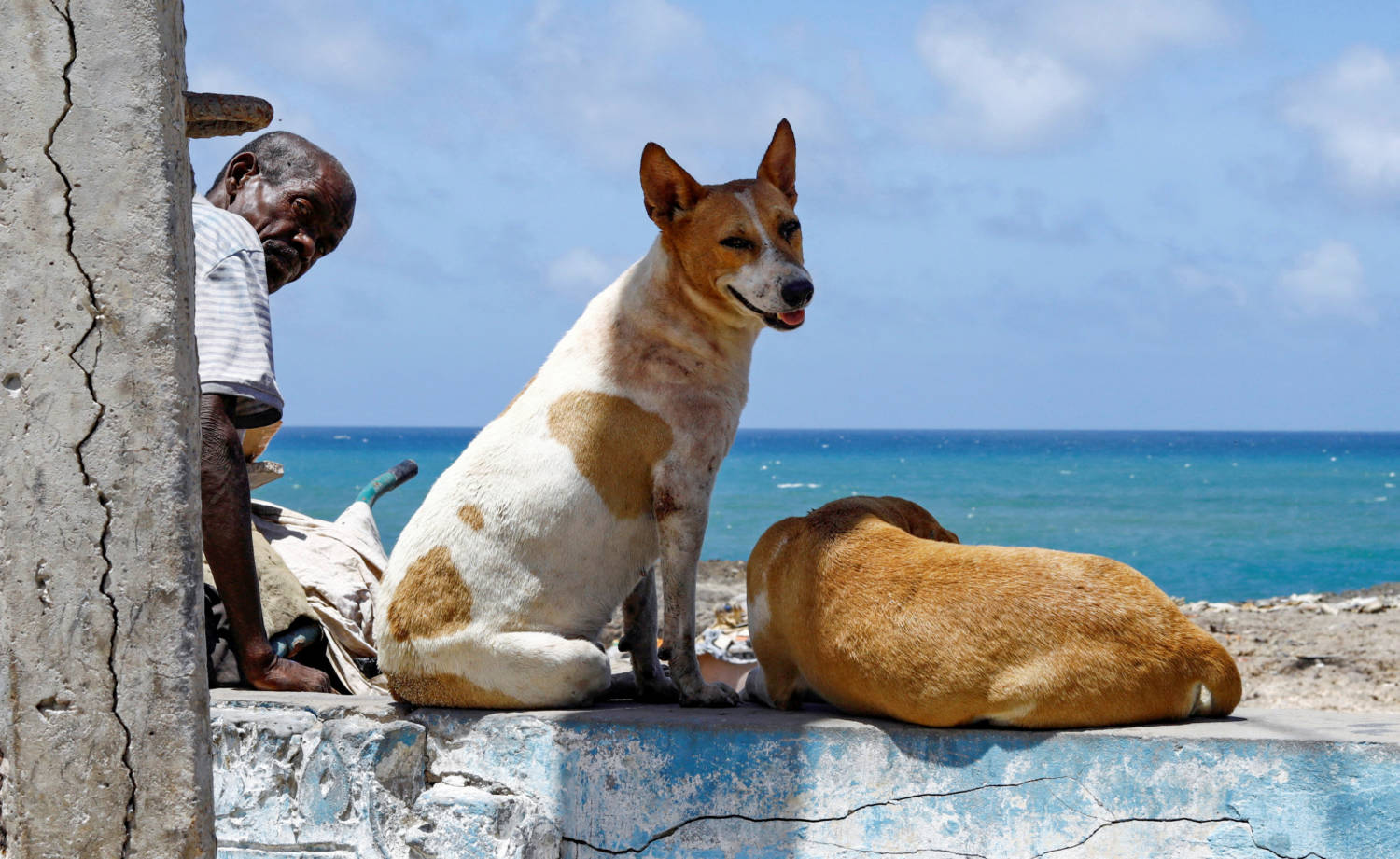 A Somali Man And His Dogs Sit At The Hamarweyne Beach Along The Indian Ocean In Mogadishu