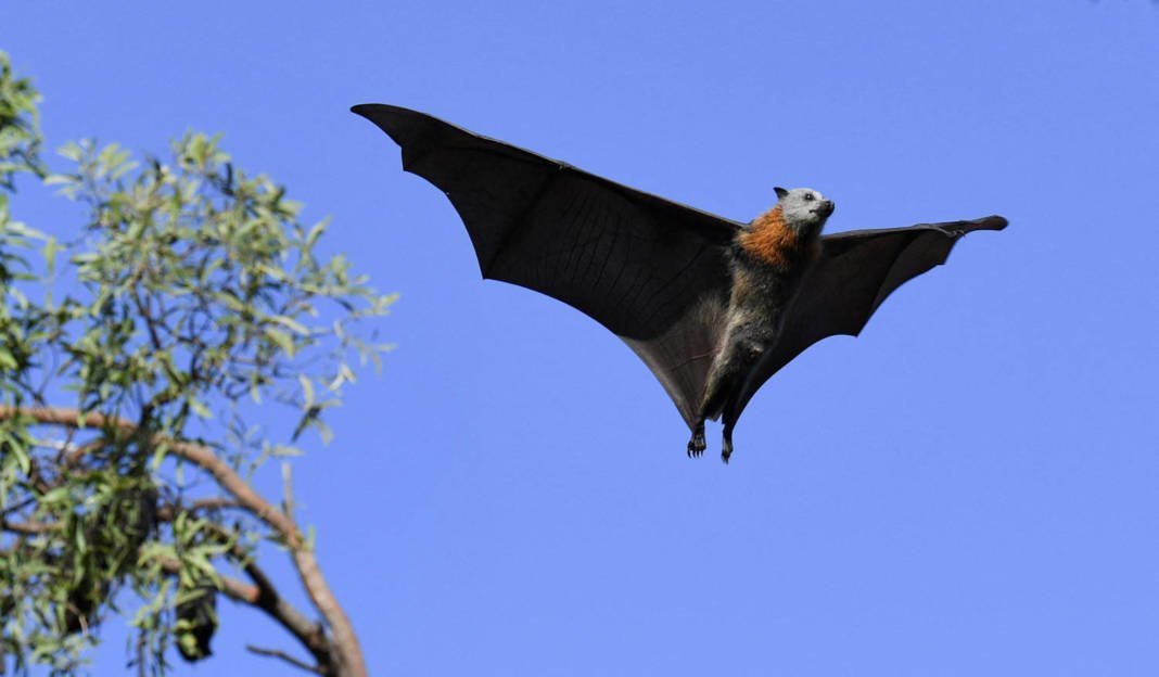 A Flying Fox, Also Known As A Fruit Bat, Takes Flight Around Its Roost In Gympie, Australia