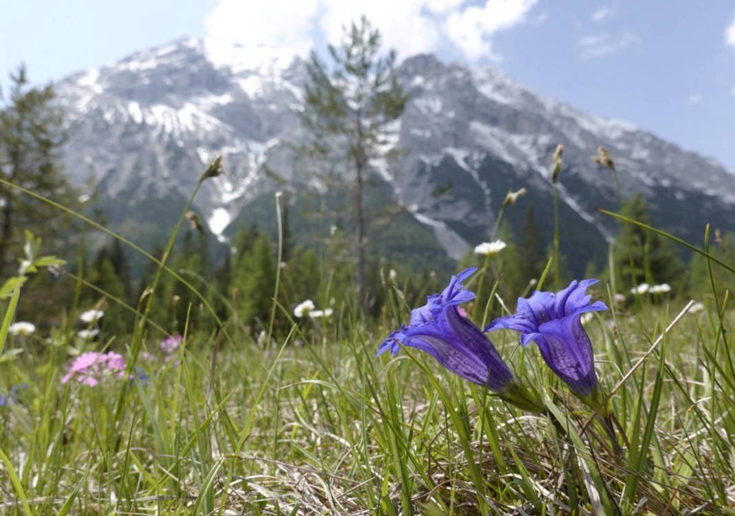 Blue Gentians Grow In Gaistal Valley In The Tyrolean Alps Near Leutasch